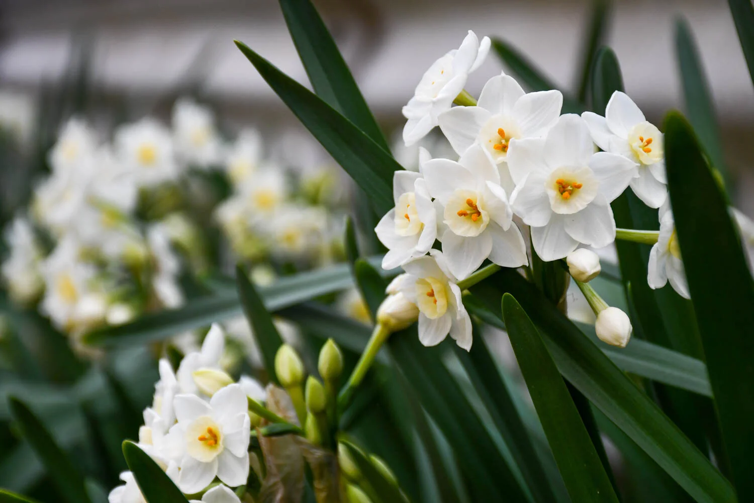 Narcissus♡オーガンジー♡新作 Large Cupped Narcissus Arctic Power | Van Engelen Wholesale Flower